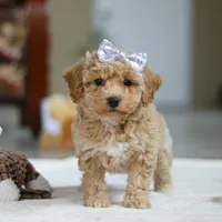 River, a female Bichpoo for sale in Sugarcreek, OH – Photo 10 of 10
