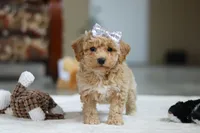 River, a female Bichon Frise for sale in Sugarcreek, OH – Photo 10 of 10