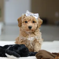 River, a female Bichpoo for sale in Sugarcreek, OH – Photo 3 of 10