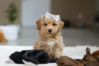 River, a female Bichon Frise for sale in Sugarcreek, OH – Photo 3 of 10