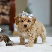 River, a female Bichpoo for sale in Sugarcreek, OH – Photo 6 of 10