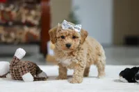 River, a female Bichon Frise for sale in Sugarcreek, OH – Photo 6 of 10