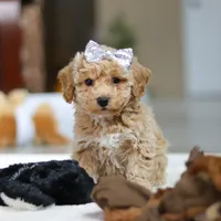 River, a female Bichpoo for sale in Sugarcreek, OH – Photo 7 of 10