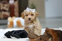 River, a female Bichon Frise for sale in Sugarcreek, OH – Photo 7 of 10