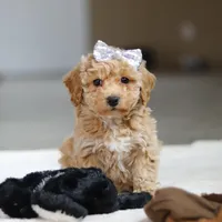 River, a female Bichpoo for sale in Sugarcreek, OH – Photo 2 of 10