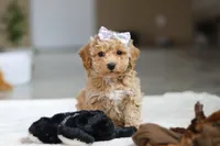 River, a female Bichon Frise for sale in Sugarcreek, OH – Photo 2 of 10