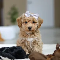 River, a female Bichpoo for sale in Sugarcreek, OH – Photo 5 of 10