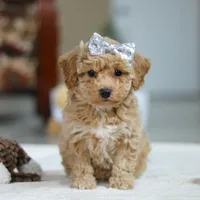 River, a female Bichpoo for sale in Sugarcreek, OH – Photo 1 of 10