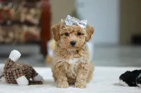 River, a female Bichon Frise for sale in Sugarcreek, OH – Photo 1 of 10