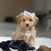 River, a female Bichpoo for sale in Sugarcreek, OH – Photo 4 of 10