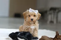 River, a female Bichon Frise for sale in Sugarcreek, OH – Photo 4 of 10