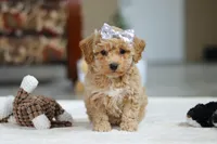 River, a female Bichon Frise for sale in Sugarcreek, OH – Photo 9 of 10