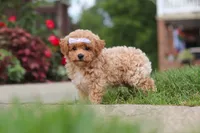 Mia, a female Bichpoo for sale in Sugarcreek, OH – 8 of 10