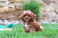 Sophie, a female Cavapoo for sale in Sugarcreek, OH – 3 of 6