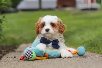 Asher, a male Cavapoo for sale in Sugarcreek, OH – 4 of 8