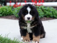Kody, a male Bernese Mountain Dog for sale in Sugarcreek, OH – Photo 2 of 9