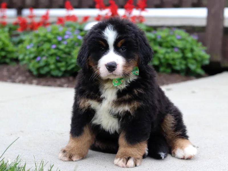 Kody, a male Bernese Mountain Dog for sale in Sugarcreek, OH – Photo 1 of 9