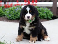 Kody, a male Bernese Mountain Dog for sale in Sugarcreek, OH – Photo 1 of 9
