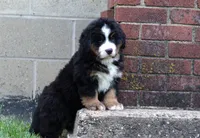 Kody, a male Bernese Mountain Dog for sale in Sugarcreek, OH – Photo 7 of 9