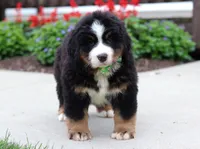 Kody, a male Bernese Mountain Dog for sale in Sugarcreek, OH – Photo 4 of 9