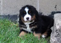 Kody, a male Bernese Mountain Dog for sale in Sugarcreek, OH – Photo 8 of 9