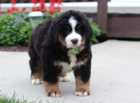 Kody, a male Bernese Mountain Dog for sale in Sugarcreek, OH – Photo 6 of 9