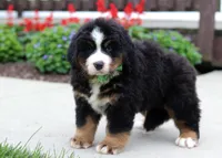 Kody, a male Bernese Mountain Dog for sale in Sugarcreek, OH – Photo 5 of 9
