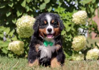 Toby, a male Bernese Mountain Dog for sale in Sugarcreek, OH – Photo 1 of 6