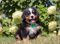 Toby, a male Bernese Mountain Dog for sale in Sugarcreek, OH – Photo 4 of 6