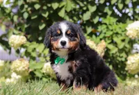 Toby, a male Bernese Mountain Dog for sale in Sugarcreek, OH – Photo 2 of 6