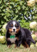 Toby, a male Bernese Mountain Dog for sale in Sugarcreek, OH – Photo 5 of 6