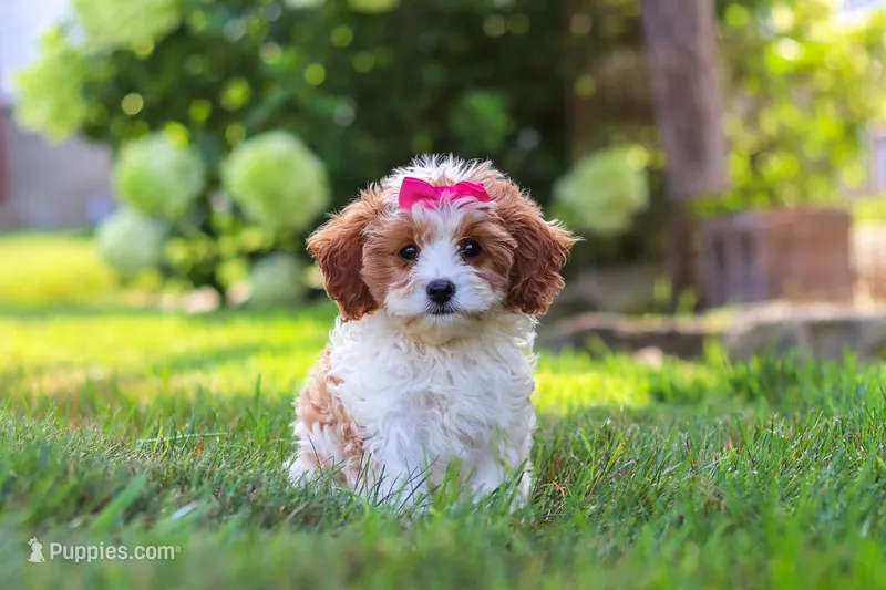 Lilly – Cavapoo puppy for sale in Sugarcreek, OH