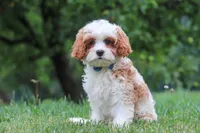 Asher, a male Cavapoo for sale in Sugarcreek, OH – 4 of 10