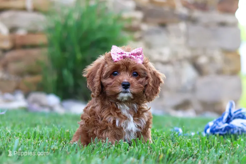 Sophie – Cavapoo puppy for sale in Sugarcreek, OH