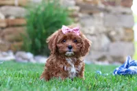 Sophie, a female Cavapoo for sale in Sugarcreek, OH – 1 of 6