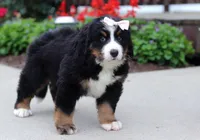 Luna, a female Bernese Mountain Dog for sale in Sugarcreek, OH – Photo 3 of 7