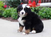 Luna, a female Bernese Mountain Dog for sale in Sugarcreek, OH – Photo 1 of 7