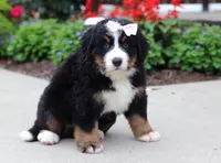 Luna, a female Bernese Mountain Dog for sale in Sugarcreek, OH – Photo 4 of 7