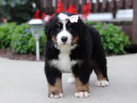 Luna, a female Bernese Mountain Dog for sale in Sugarcreek, OH – Photo 7 of 7