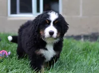 Luna, a female Bernese Mountain Dog for sale in Sugarcreek, OH – Photo 6 of 7