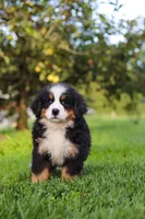 Izzy, a female Bernese Mountain Dog for sale in Sugarcreek, OH – 2 of 10