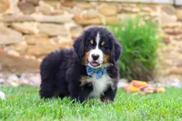 Bobby, a male Bernese Mountain Dog for sale in Sugarcreek, OH – 4 of 9