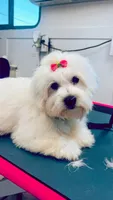 Lady Pink, a female Coton de Tulear for sale in Fayetteville, NC – 1 of 1
