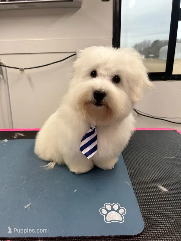 Mr. Blue – Coton de Tulear puppy for sale in Fayetteville, NC