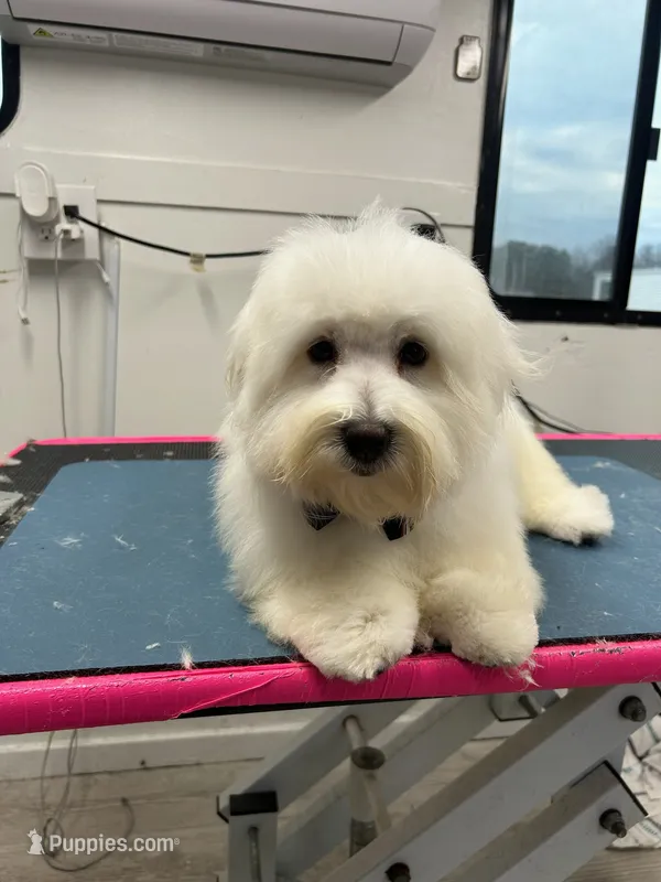 Mr. Green – Coton de Tulear puppy for sale in Fayetteville, NC