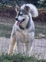 Sky , a female Alaskan Malamute for sale in Dixon, MO – 5 of 9