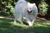 Sitka , a female Alaskan Malamute for sale in Dixon, MO – 2 of 5