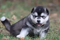 Quake, a female Alaskan Malamute for sale in Dixon, MO – Photo 3 of 10