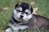 Quake, a female Alaskan Malamute for sale in Dixon, MO – Photo 2 of 10