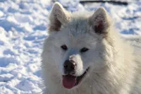 Quake, a female Alaskan Malamute for sale in Dixon, MO – Photo 8 of 10